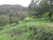 Beautiful land and apple orchards for sale surrounding Shimla