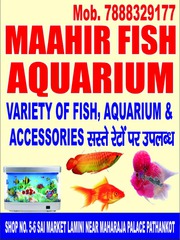 Maahir Fish Aquarium 