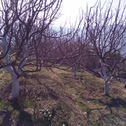 Land 4 bigha apple plantationd