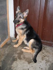 German shepherd Best Quality